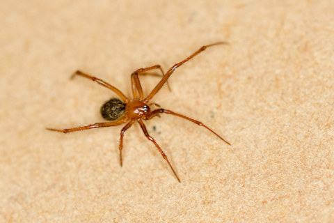 Red House Spider (Nesticodes rufipes) (Nesticodes rufipes)